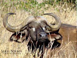 Buffalo - Tsavo West National Park